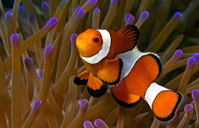 Cá hề ở Malaysia