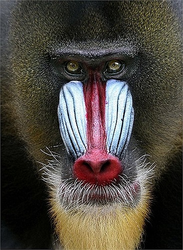 Loài linh trưởng có màu sắc độc đáo của châu Phi