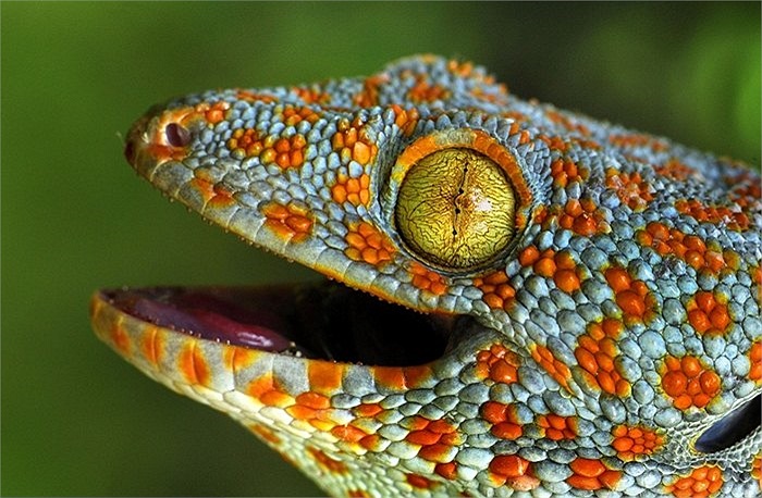 Loài tắc kè độc đáo của Thái Lan