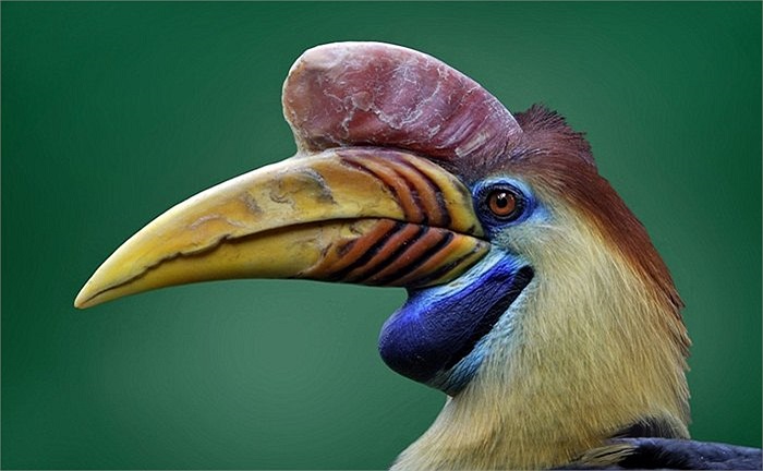 Chim hồng hoàng của vùng Lower Saxony, Đức