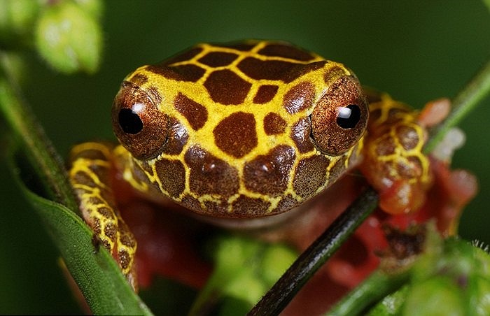 Ếch hề leo cây của Peru