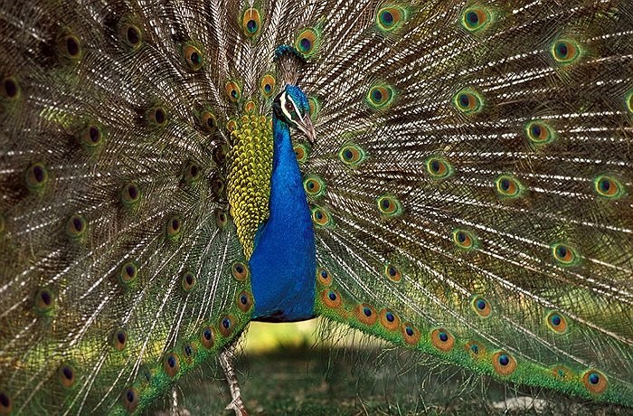 Những chú công đực lúc nào cũng rực rỡ trước mặt bạn gái