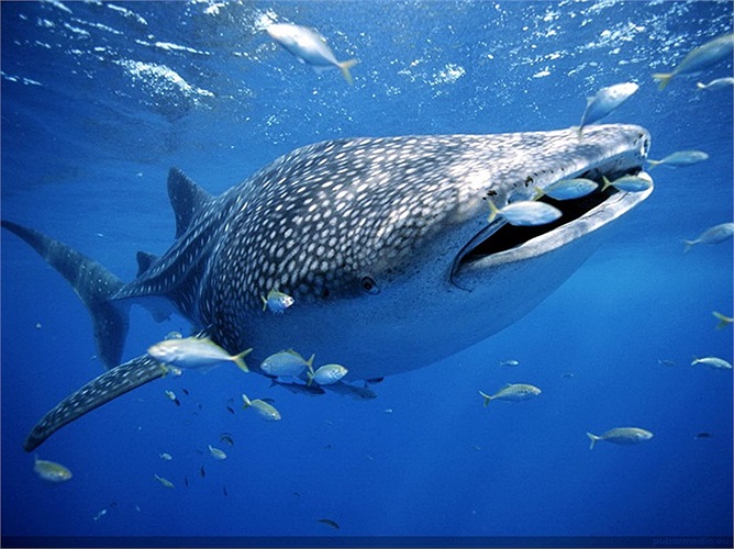 Không chỉ có kích cỡ khổng lồ, con cá mập này còn có nhiều đặc điểm lạ lùng khiến nhiều người phải ngạc nhiên...