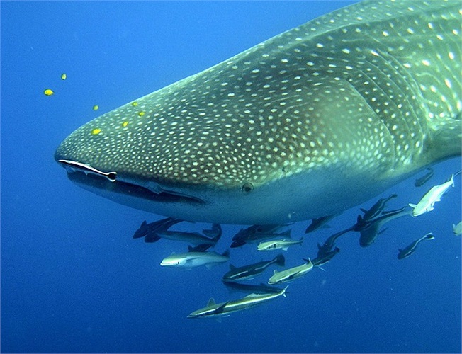 Những con cá mập voi trưởng thành có thể dài từ 12 - 18m, hơn cả một chiếc xe buýt cỡ lớn.