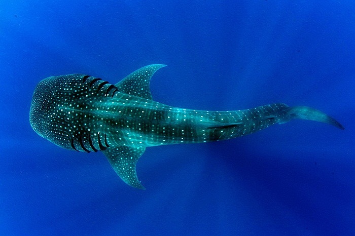 Tuy to lớn như vậy nhưng chúng lại là một loài cá hoàn toàn vô hại với con người.