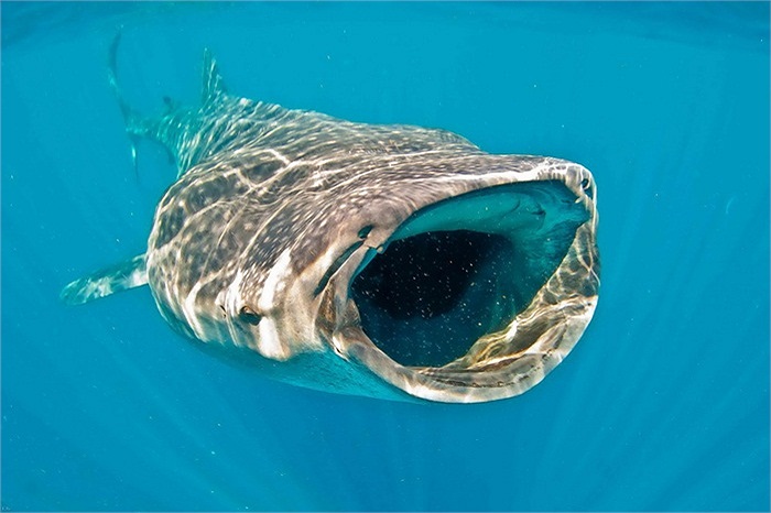 Thức ăn chính của chúng là các loại sinh vật phù du, tảo, động vật thân mềm và cá nhỏ, được hút vào qua cái miệng rộng ngoác của mình.