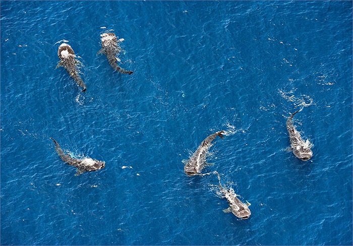 Cá mập voi đã nhiều lần mắc lưới hoặc dạt vào bờ biển Việt Nam và được các ngư dân mai táng theo nghi lễ trọng thể của người vùng biển.