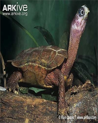 Nếu chỉ được nhìn phần đầu có mỏ nhọn hoắt và cái cổ dài ngoẵng của con vật này, không ít người sẽ khẳng định đó là một chú... chim.