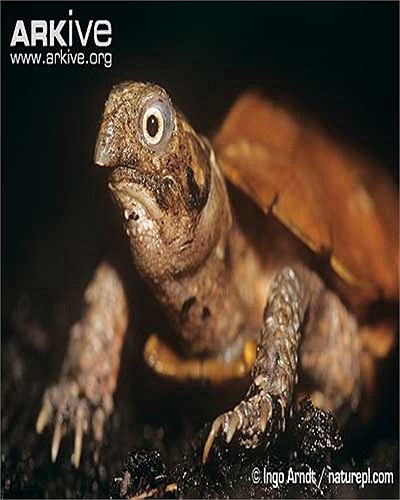 Đó chính là sự kỳ quặc của loài rùa đất Spengleri (Geoemyda spengleri), còn có tên gọi là rùa lá hoặc rùa vàng Tam Đảo...