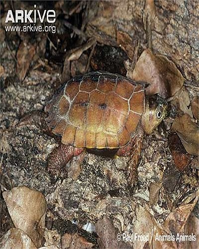 Loài rùa này sinh sống tại các vùng núi đồi phía Bắc Việt Nam như Lào Cai, Tuyên Quang, Vĩnh Phúc (VQG Tam Đảo) Bắc Giang, Sơn La cho đến Thanh Hoá, Nghệ An, Đà Nẵng, Quảng Nam.