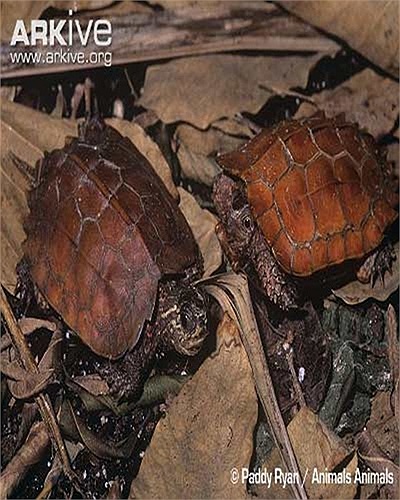 Chúng có hình dạng khá giống một chiếc lá vàng, một cách thức ngụy trang cho giống với môi trường sống là nền đất ẩm nhiều lá mục.