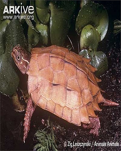 Rùa đất Spengleri có kích cỡ khá nhỏ, chiều dài mai không quá 12cm.