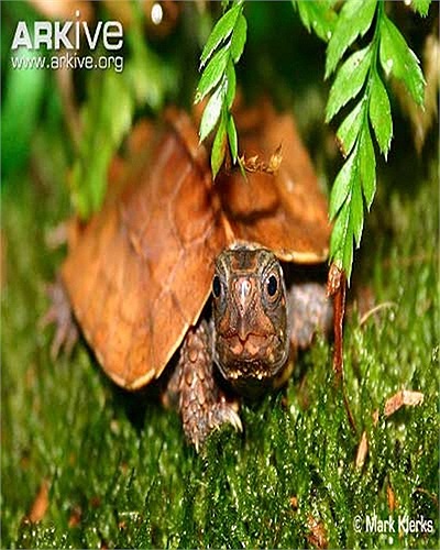 Thức ăn ưa thích của chúng là động vật nhỏ như ốc sên, giun đất và các động vật không xương sống khác ở trong rừng.