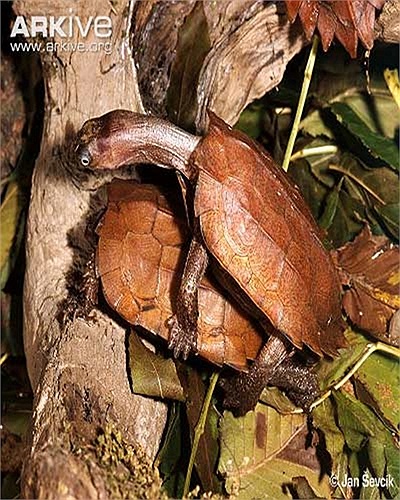 Loài rùa này từng rất phổ biến ở vùng núi Tam Đảo, tỉnh Vĩnh Phúc.