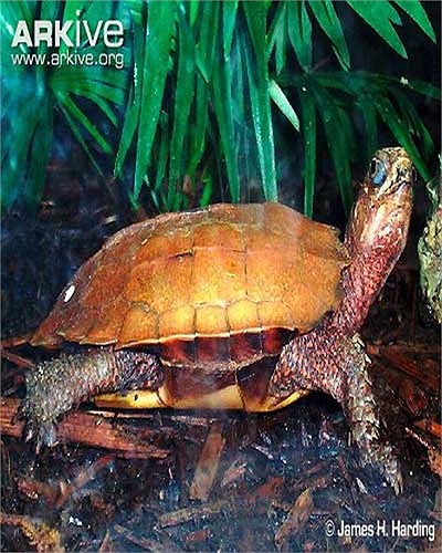 Trong thập kỷ 1990 trở về trước, chúng được bày bán tràn lan ở thị trấn du lịch Tam Đảo như một món quà lưu niệm dành cho khách du lịch.