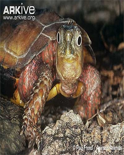 Do có hình dáng lạ lùng và màu sắc đẹp, nhiều người đã săn tìm loài rùa này để làm sinh vật cảnh.