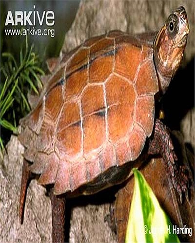 Do bị săn bắt quá mức mà số lượng rùa đất Spengleri hiện tại còn rất ít.