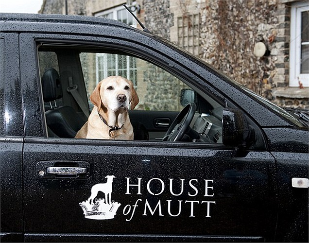 Các chàng cún, nàng cún đến từ những gia đình giàu có sẽ được chở bằng xe xịn, có lái xe riêng từ nhà tới khách sạn. 