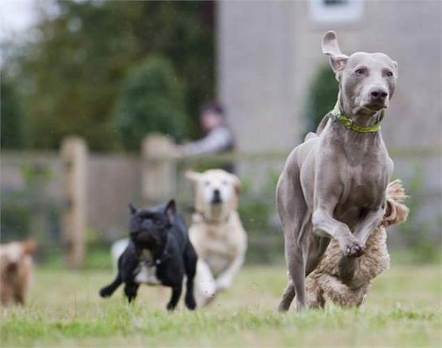 Khách sạn tọa lạc ở vùng nông thôn Suffolk. Điều này đồng nghĩa với việc các vị khách cún có thể thoải mái tận hưởng không khí trong lành đồng quê thay vì chịu căng thẳng từ cuộc sống đô thị. 