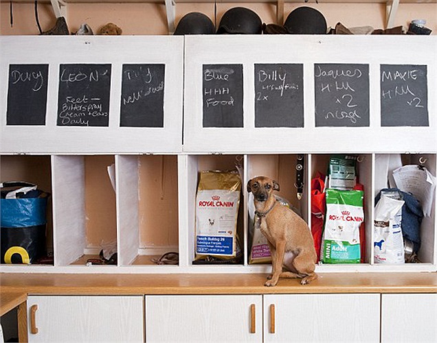 Cún cưng lưu lại khách sạn House of Mutt được đối xử như các vị khách của gia đình. Chúng hoàn toàn có thể tự chọn loại đồ ăn mà mình thích. 