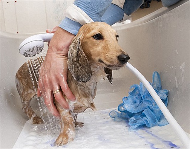 Khách sạn còn cung cấp dịch vụ tắm tại gia (dĩ nhiên, cún cưng sẽ được chở về nhà bằng xe riêng) kèm theo hàng loạt dịch vụ liên quan khác như chải lông, làm đẹp... 