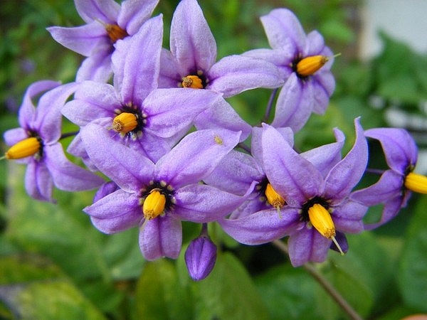 Nightshade: Còn gọi là anh đào đen, loại cây này vô cùng độc hại. Quả cây rất ngọt và bắt mắt nên đặc biệt nguy hiểm với trẻ nhỏ vì chúng thường dễ bị hấp dẫn bởi các loại quả dại. Những người chỉ ăn một ít quả cây thôi cũng bị mất giọng, co giật. 