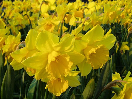 Hoa thủy tiên - Narcissus: Đây là loại cây có củ và hoa giống như cây thủy tiên quen thuộc ở nước ta, tuy nhiên nó không được trồng trong nước và đặc biệt là rất độc. Hoa và thân cây thì an toàn nhưng phần rễ củ thì rất nguy hiểm.