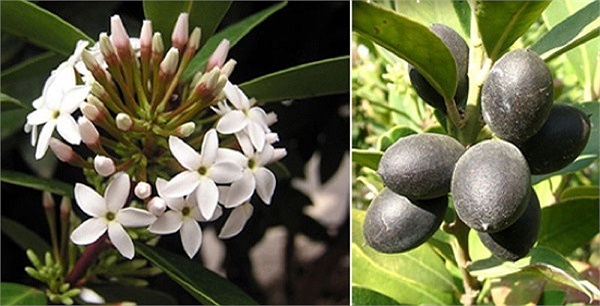 Hoa Bushman's poison: Thoạt nhìn, cây Bushman's poison này giống như một loại cây bụi thông thường với những bông hoa trắng muốt có mùi thơm rất dễ chịu và quả mọng có vị giống như trái mận nhưng chất nhựa trong thân cây đặc biệt nguy hiểm. 