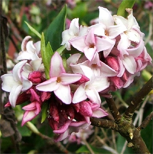 Hoa cây thụy hương - Daphne: Thụy hương là một loại cây bụi để trang trí trong vườn nhà rất được ưa thích ở châu Âu. Nếu vô tình ăn phải lá hay quả cây thì triệu chứng lúc đầu là ói mửa dữ dội, xuất huyết trong, hôn mê rồi dẫn đến tử vong.