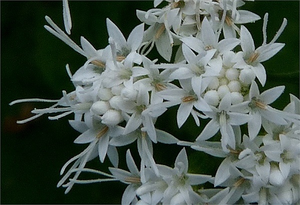 Snakeroot: Loài cây snakeroot nổi tiếng được dùng để chữa rắn cắn này lại đặc biệt nguy hiểm với các loài gia súc như bò, cừu. Khi bò ăn những bông hoa thì xương và nguồn sữa của chúng sẽ nhiễm chất tremetol độc hại chúng ta ăn vào sẽ chết.