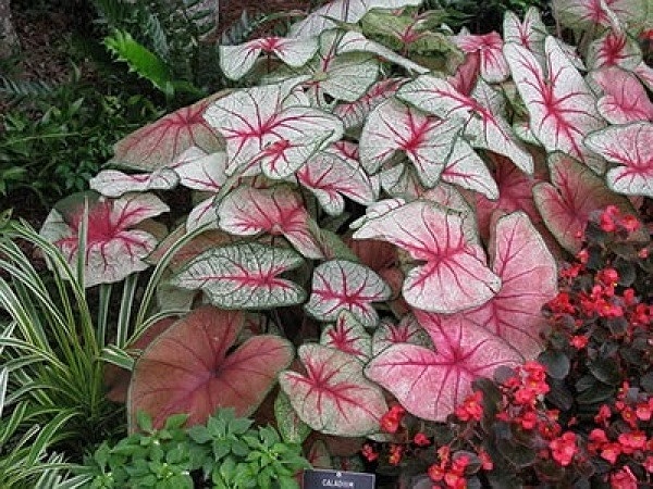 Môn kiểng: Tên khoa học là Caladium hortulanum. Tất cả các bộ phận của cây đều có chất độc Calcium oxalate và Asparagine Khi ăn phải sẽ dẫn đến nguy cơ bị bỏng, ngứa rát vùng miệng, niêm mạc ruột.