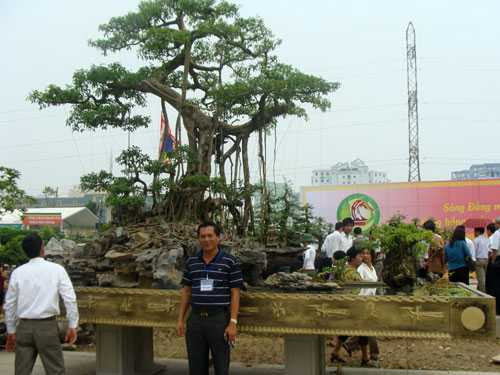 Cây cảnh tiền tỷ 'đại hạ giá'