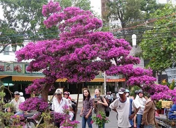 Thu hút nhiều người xem.