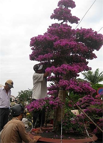 Chủ nhân cây hoa giấy đang chằng néo, tạo dáng bằng sợi dây thép chắc chắn.