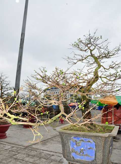 Cây mai giá trăm triệu tại chợ hoa Đà Nẵng