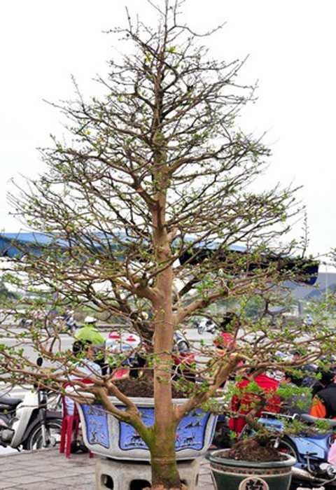 Cây mai giá trăm triệu tại chợ hoa Đà Nẵng