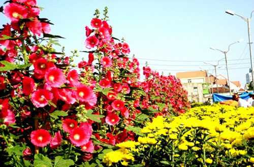 Cây mai giá trăm triệu tại chợ hoa Đà Nẵng