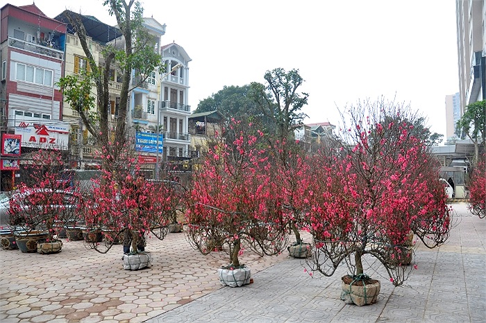 Chiều 24/1, phố Vũ Trọng Phụng (Thanh Xuân, Hà Nội) rực rỡ sắc hồng của một 'chợ cóc' đào bích