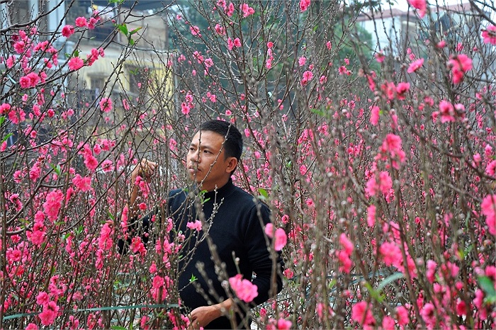 Đào nở sớm do năm nay là năm nhuận