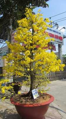 Chợ hoa 29 tết: Đại hạ giá, bán tống bán tháo