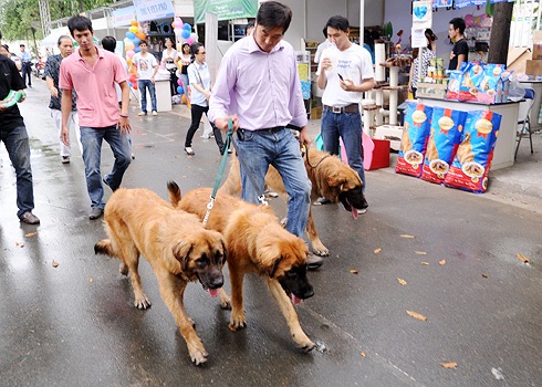 3 chú chó Leonberger 8 tháng tuổi, mỗi con nặng khoảng 50 kg xuất xứ từ Đức. Chủ nhân của các chú chó này cho hay đã mang về Việt Nam khi chúng mới 2 tháng tuổi với giá gần 10.000 Euro. Leonberger được giới nuôi và kinh doanh khuyển tại TPHCM thích.