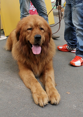 Chó Ngao Tây Tạng (Trung Quốc) thu hút nhiều người hâm mộ vì vóc dáng đồ sộ và bộ lông vàng tuyệt đẹp. Giống chó này có giá rất cao vì chúng trung thành và mạnh mẽ, biết bảo vệ gia súc và con người. (Theo VnExpress)