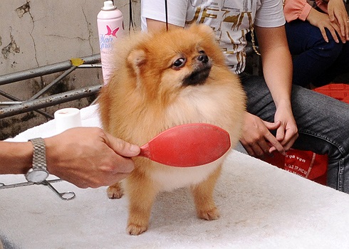 Pox sóc được chải chuốt, điệu đà trước khi dự thi. Giống chó đỏm dáng này rất thông minh và hiếu động, biết trình diễn đi và nhảy 2 chân, mến chủ và vâng lời. (Theo VnExpress)