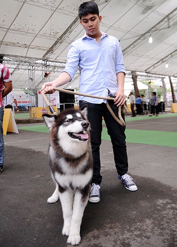 Còn đây là giống chó Alaska thuần chủng. Loài này mua tại Alaska (Mỹ) hơn 6.000 USD một con, vận chuyển về Việt Nam chi thêm 1.500 USD. (Theo VnExpress)