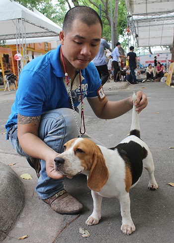 Nàng chó Beagle tai dài này có một cái tên rất điệu đà: Emily. Công chúa xinh đẹp này chỉ vừa tròn 8 tháng tuổi, được anh Quý mua từ Thái Lan khi còn bé với giá hơn 2.000 USD. Emily được nuôi tại Việt Nam và lần đầu tham dự cuộc thi Chó đẹp thế giới 