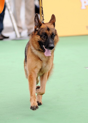 Chú chó Berger (Bec giê) này đang thực hiện màn trình diễn phi nước đại. Nhờ mũi nhạy, tai thính, mắt tinh, hàm răng khoẻ và sắc nhọn, giống chó này rất nhanh nhẹn, tốc độ vận động cao, sức chịu đựng bền bỉ, thần kinh điềm đạm và dũng cảm.