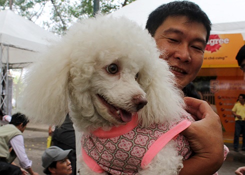 Cô nàng diện bộ cánh điểm sắc hồng trong ánh mắt trìu mến, tự hào của chủ nhân. Vì đẹp nhờ bộ lông nên chi phí tỉa tót cho giống chó này cũng không hề rẻ, trung bình 300.000 đồng một lần đi tiệm. (Theo VnExpress)