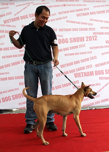 Vicky đã giật giải nhất giống chó cái Phú Quốc trong chiều ngày 29/12. Bên lề cuộc thi, cô nàng được nhận định có giá khoảng gần 2.000 USD. (Theo VnExpress)