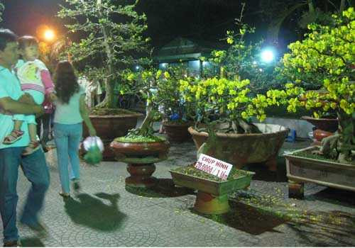 Chủ vườn mai bạc tỷ thu phí chụp ảnh để giữ cây