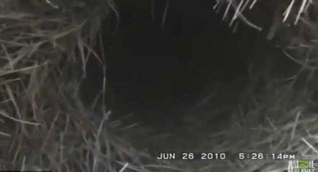 Clip: Phát hiện hang người khổng lồ ở rừng Arizona?